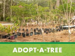 button for adopt-a-tree