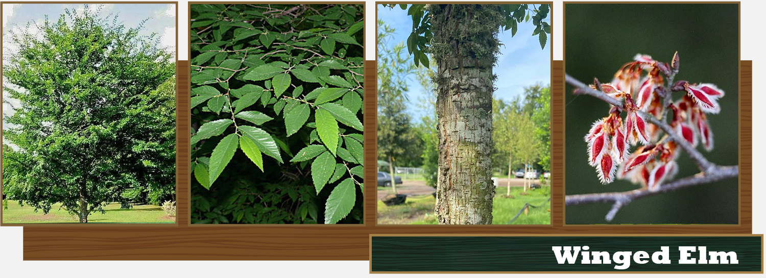 Winged Elm