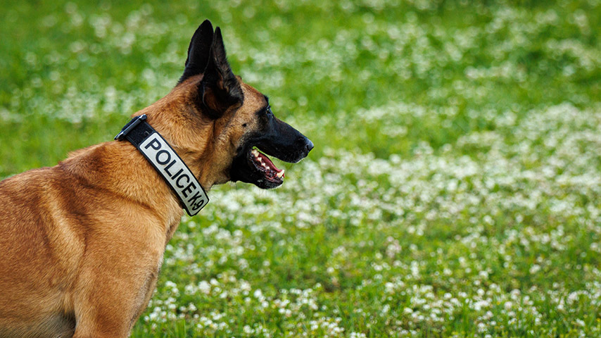 A K9 during a training session